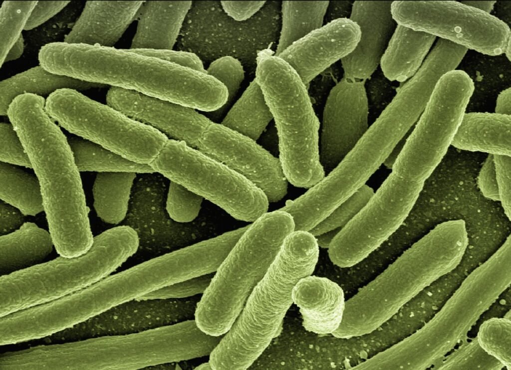 Microbiomes bacteria 